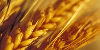 Researchers Find Biological Explanation for Non-Celiac Wheat Sensitivity