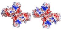Researchers 'Solve' Key Zika Virus Protein Structure