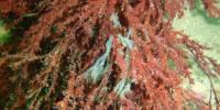 Seaweeds Get Sick Too When They're Stressed