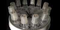 Bacteria Show Capacity for Rapid, Beneficial Mutations