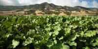 California Nitrogen Assessment Shows the State of the Science on Nitrogen Use and Pollution