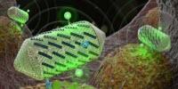 Designing Ultrasound Tools with Lego-Like Proteins