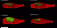 Fluorescent 3-D Imaging Technique Tracks Disease Models without Surgery