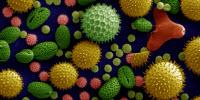 Genomics Study Points to Origins of Pollen Allergens