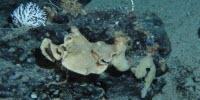 Natural Compound From a Deep-Water Marine Sponge Found to Reduce Pancreatic Tumor Size