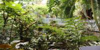 New Map of World Vegetation Reveals Substantial Changes Since 1980s