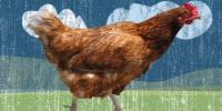 Researchers Investigate Wooden Breast Syndrome in Broiler Chickens