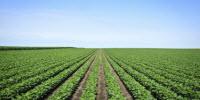 Study: Biofuels Increase, Rather Than Decrease, Heat-Trapping Carbon Dioxide Emissions