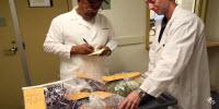 The Science of Spotting Fake Foods (Video)