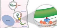 New 'Trojan Horse' Antibody Strategy Shows Promise Against All Ebola Viruses