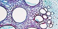 Microplate Readers for Cell-Based Assays