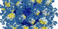 Researchers Harness Antibody Evolution on the Path to an AIDS Vaccine