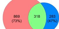 Strain Differences in Zika Infection Genes