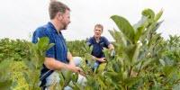 UW Spinoff Helps Boost New Crop in Cranberry Country