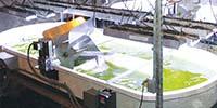 New Sandia Facility Tests Algae's Potential as Biofuel