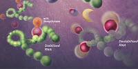 Zika Virus Infection Alters Human and Viral RNA