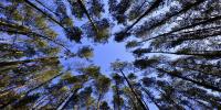 Carbon-Hungry Plants Impede Growth Rate of Atmospheric CO2