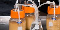 Food Scientist Aiding Fuel Ethanol with New Engineered Bacteria