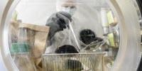 Gut's Microbial Community Shown to Influence Host Gene Expression