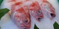 Mislabeled Seafood May Be More Sustainable, New Study Finds