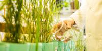New Grasses Neutralize Toxic Pollution from Bombs, Explosives, and Munitions