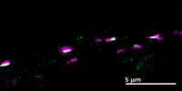 Peptides as Tags in Fluorescence Microscopy