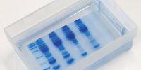 Western Blotting: A Go-To Tool for Identifying Proteins in Pharmaceutical Studies