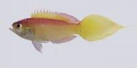 133 New Species Described by the California Academy of Sciences in 2016