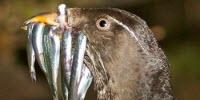 Bacteria Control Levels of Dangerous Pollutant in Seabirds