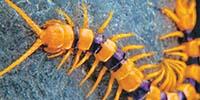 Centipede Venom: A Medicinal Resource