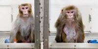 Calorie Restriction Lets Monkeys Live Long and Prosper