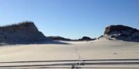 Invasive Sedge Protects Dunes Better Than Native Grass, Study Finds