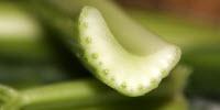 Natural Compound Found in Herbs, Vegetables Could Improve Treatment of Triple-Negative Breast Cancer in Women