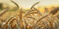 New Tools Will Drive Greater Understanding of Wheat Genes