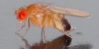 Scientists Engineer Animals with Ancient Genes to Test Causes of Evolution