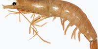 Gulf Shrimp Prices Reveal Hidden Economic Impact of Dead Zones