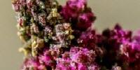 Quinoa Genome Accelerates Solutions for Food Security