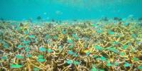 Size Matters for Marine Protected Areas Designed to Aid Coral