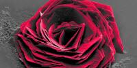 “Cysteine Rose” Wins 2016 Thermo Fisher Scientific Electron Microscopy Image Contest
