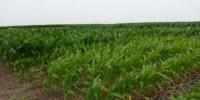 Agronomists Show Nitrogen Fertilizer Feeds Healthy Soil in Corn and Soybean Production