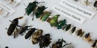 Entomologist Couple Donates World-Class Insect Collection to ASU