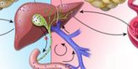 Fat Cells Step in to Help Liver during Fasting