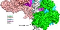First Steps in Human DNA Replication Dance Captured at Atomic Resolution