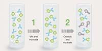 How Column-Free Fluorescent Antibody Labeling Kits Work
