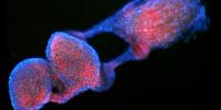 New Tool for Combating Mosquito-Borne Disease: Insect Parasite Genes