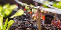 Pioneering Treatment Method Turns Sewage Sludge into Farm-Safe Fertilizer