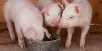 Supplemental Fat Not Necessary When Canola Meal Is Fed to Weanling Pigs