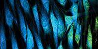 The Latest in Live Cell Imaging