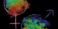 Unique Genome Architectures After Fertilization in Single-Cell Embryos