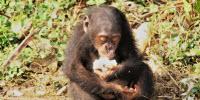 Why Are Primates Big-Brained? Anthropologists' Answer is Food for Thought